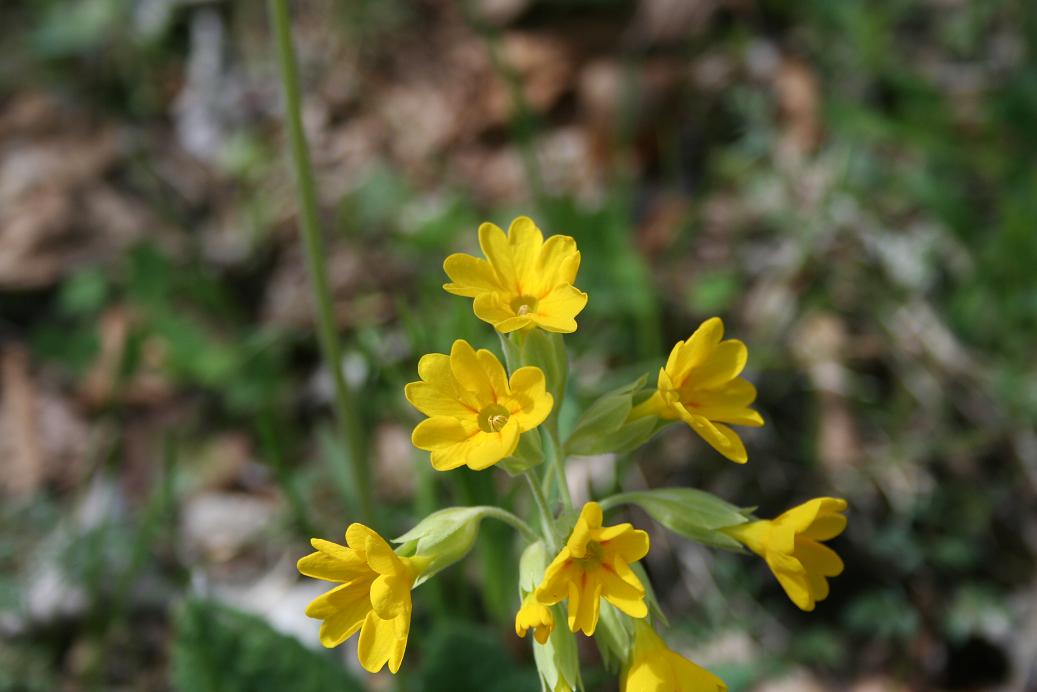 Primula veris / Primula odorosa